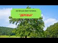 Зеленая викторина &quot;Деревья&quot;