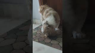 scooby likes to eat mango