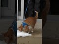 Taking My Cats for a Walk in the Snow