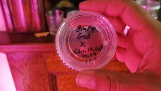 Quick update and new Seeds