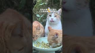 Eat a few pieces of catnip biscuits every day to appetize your appetite, grind your teeth, remove...