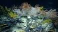 The Enigmatic World of Deep Sea Hydrothermal Vents ile ilgili video