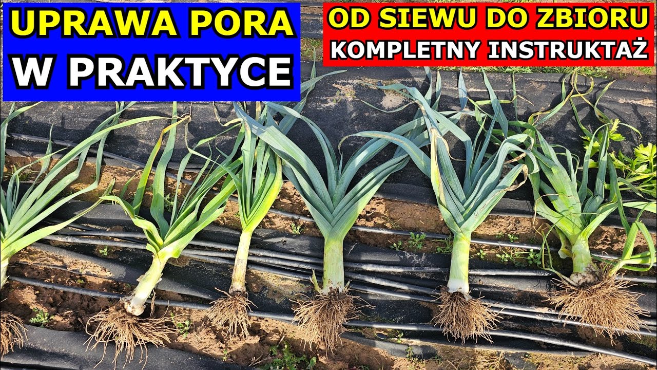 Jak uprawiać Pory KROK po KROKU - Uprawa Pora W PRAKTYCE od Siewu do Zbioru - KOMPLETNY INSTRUKTAŻ.