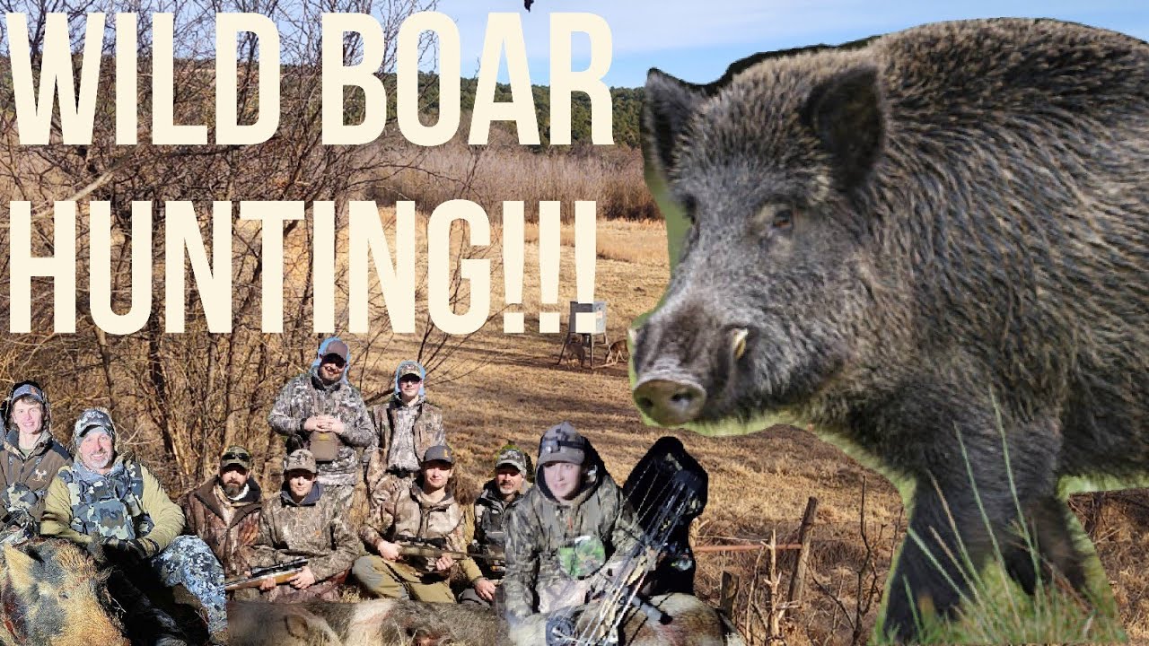 Hog Hunting in Oklahoma!!! YouTube