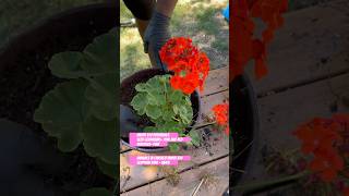 America la garden update plants under $10 family traveller Tamil Vlogs America tamil tamilshorts