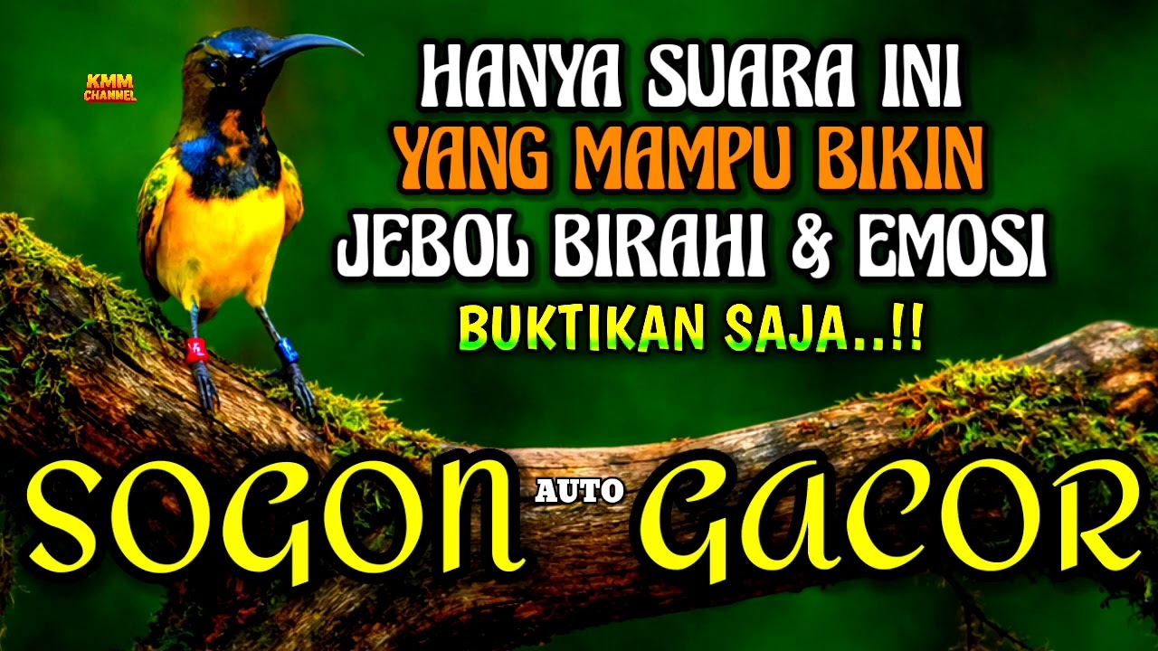 Penjebol birahi & emosi‼️ Pancingan sogon agar bunyi gacor