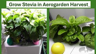 Grow Stevia in Aerogarden Harvest Hydroponics System (Full version), A healthy sweetener, dehydrate