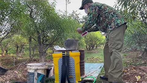 Để đảm bảo đào nở đúng dịp Tết nhà vườn phun kích nu lần 2