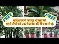 बारिश का फायदा उठा लो नर्सरी से महंगे मिलने पौधों के फ्री में एक से अनेक पौधे बना लो||
