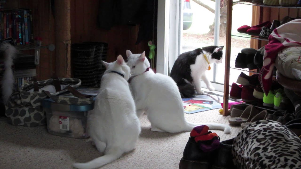 catnip oil Cat Diaries: Cat Fight - Jupiter and Kona