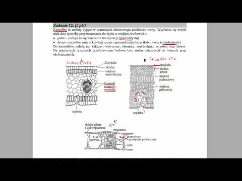 Wideo: Ekologiczne Grupy Roślin: Charakterystyka, Przykłady