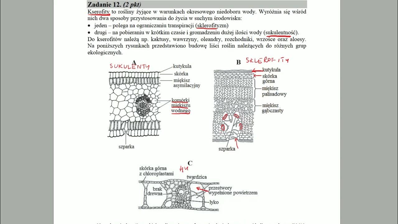 Sprawdzian Z Biologii Klasa 8 Ekologia BOTANIKA - Formy ekologiczne roślin - ZADANIA MATURALNE Z BIOLOGII 🌱