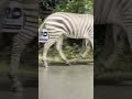Zebras on the loose in Washington