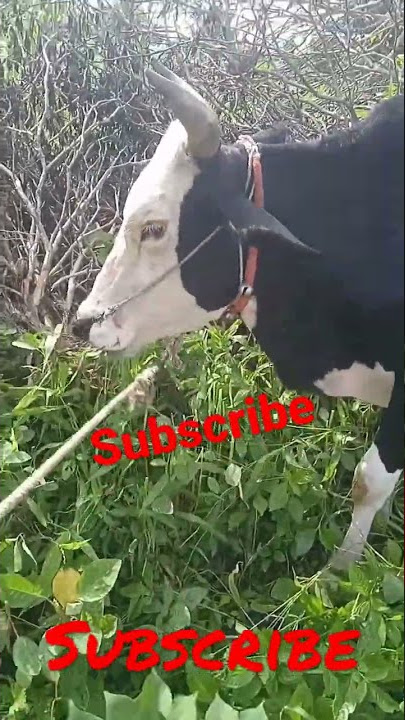 naad ekach fakt bailgada sharyat dj#song #subscribe #shorts