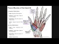 Palmar Musculature | The Thenar Muscles