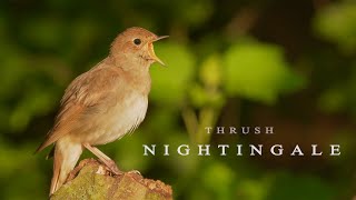 Bird sounds Nightingale bird singing
