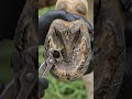 Hoof Cleaning with satisfaction #animalcare #entertainment #shirtsfeed #nature