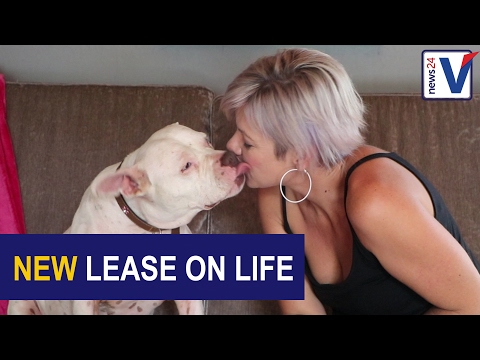 Video: Strašně zneužívané Pit Bull štěně je obnovení a čeká navždy Home