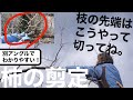 柿の剪定　枝の先端の切り方 -初心者向け-