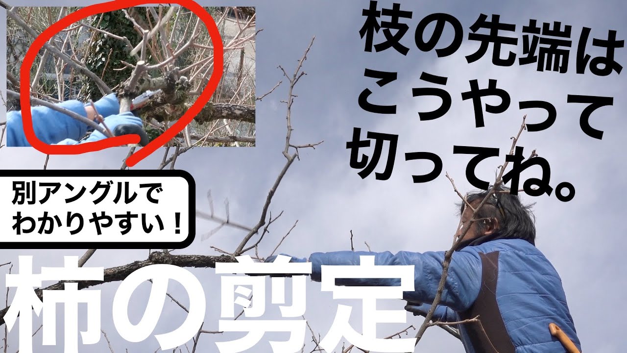 柿の剪定　枝の先端の切り方 -初心者向け-