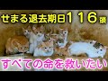 取り壊し予定のお家から116頭を救いたい【夢幸サポートプログラム】【猫活応援】【有吉工務店】