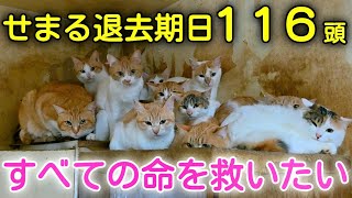 取り壊し予定のお家から116頭を救いたい【夢幸サポートプログラム】【猫活応援】【有吉工務店】
