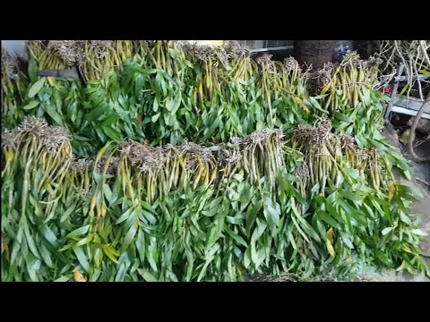 MÙA NÀY CÁC BÁC GHÉP PHONG LAN RỪNG HÀNG KG VỪA RẺ LẠI VỪA AN TOÀN || PHONG LAN RỪNG
