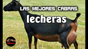 ¿Cuál es la mejor raza de cabras para leche?