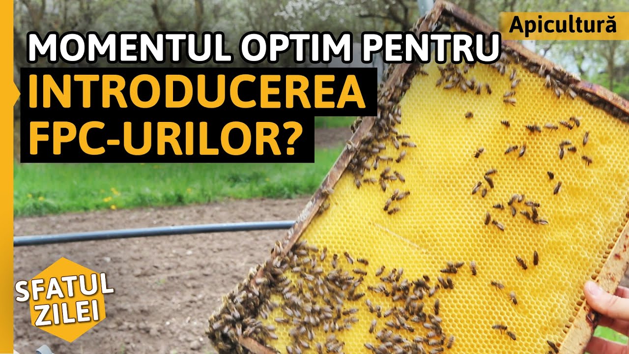 Care este momentul optim pentru INTRODUCEREA FPC-URILOR? [Sfatul zilei]
