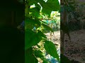 Vườn đậu rồng xanh tươi. winged bean garden is lush &green. #vietnam #farming #winged #gocong #tour