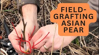 FieldGrafting Asian Pear  Minnow Trap  Fishing the Pond