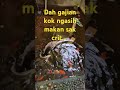 #ikan #koi    #kolamikan                          @sriharjumi5714