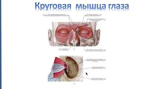 Клиническая анатомия органа зрения.