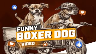 Best funny boxer dog video 2024