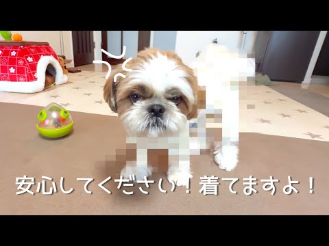 シーズー】買ってきた服を着せたら、最近気になるボディランがくっきり