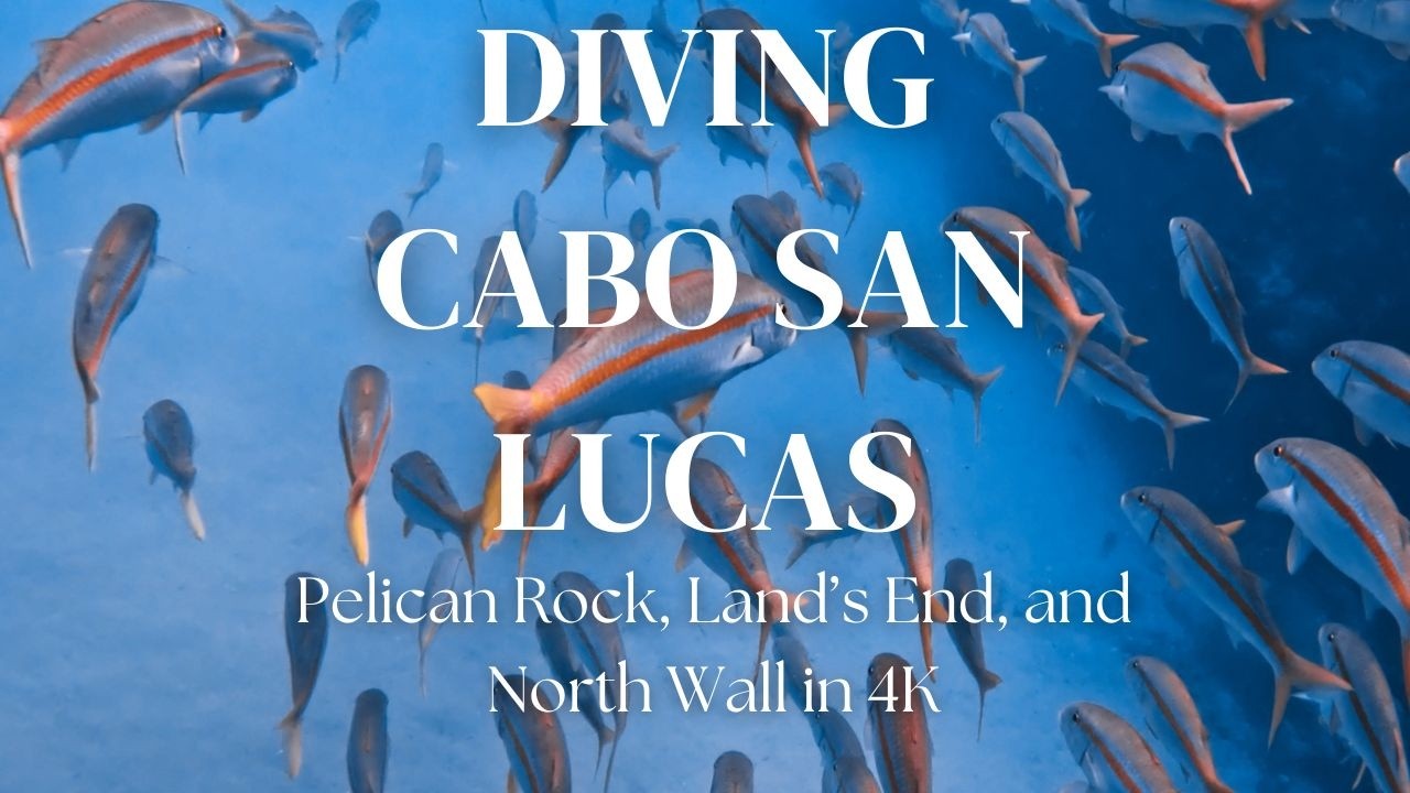 Scuba Diving Cabo San Lucas in 4K – Amazing Marine Life at Pelican Rock, Land’s End & North Wall!
