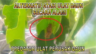 cara mengatasi hama ulat daun secara alami