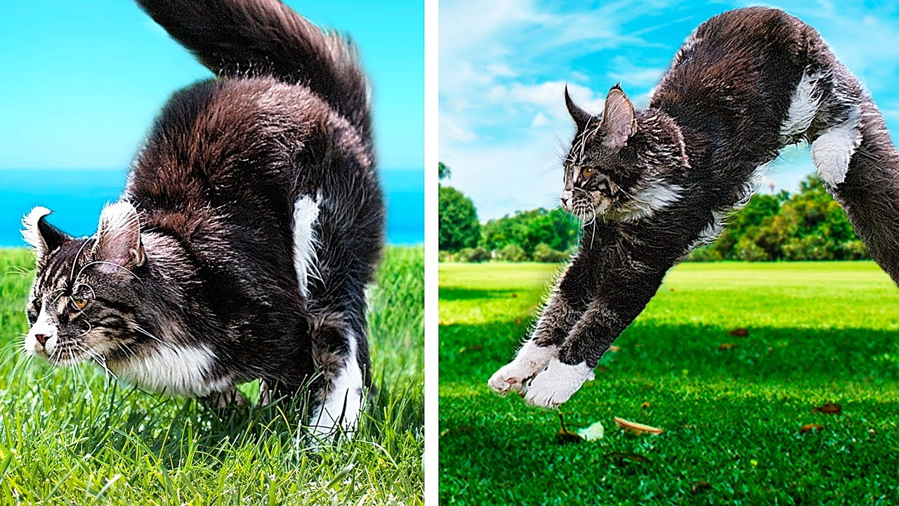 Квадропика фото. Кошка в прыжке. Прыжок кота в замедленной съемке. Кот бежит в замедленной съемке. Коты в замедленной съемке.