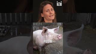 Thumbnail for The complex relationship between fish and pigs | Helen Czerski