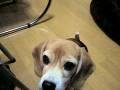 スーパービーグル プリン "Purin the Super Beagle " #13