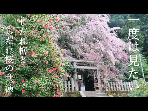 【10年に一度の奇跡】しだれ桜としだれ梅が同時咲き｜大豊神社｜六角堂｜六孫王神社｜菅大臣神社｜知恩院黒門前｜京都