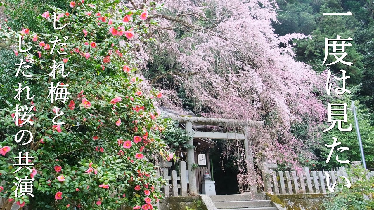 【10年に一度の奇跡】しだれ桜としだれ梅が同時咲き｜大豊神社｜六角堂｜六孫王神社｜菅大臣神社｜知恩院黒門前｜京都