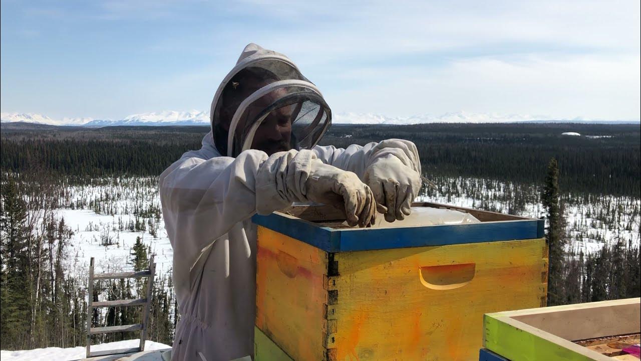 Barnyard Bees Bee Funnel is a better (the best?) way to install a new