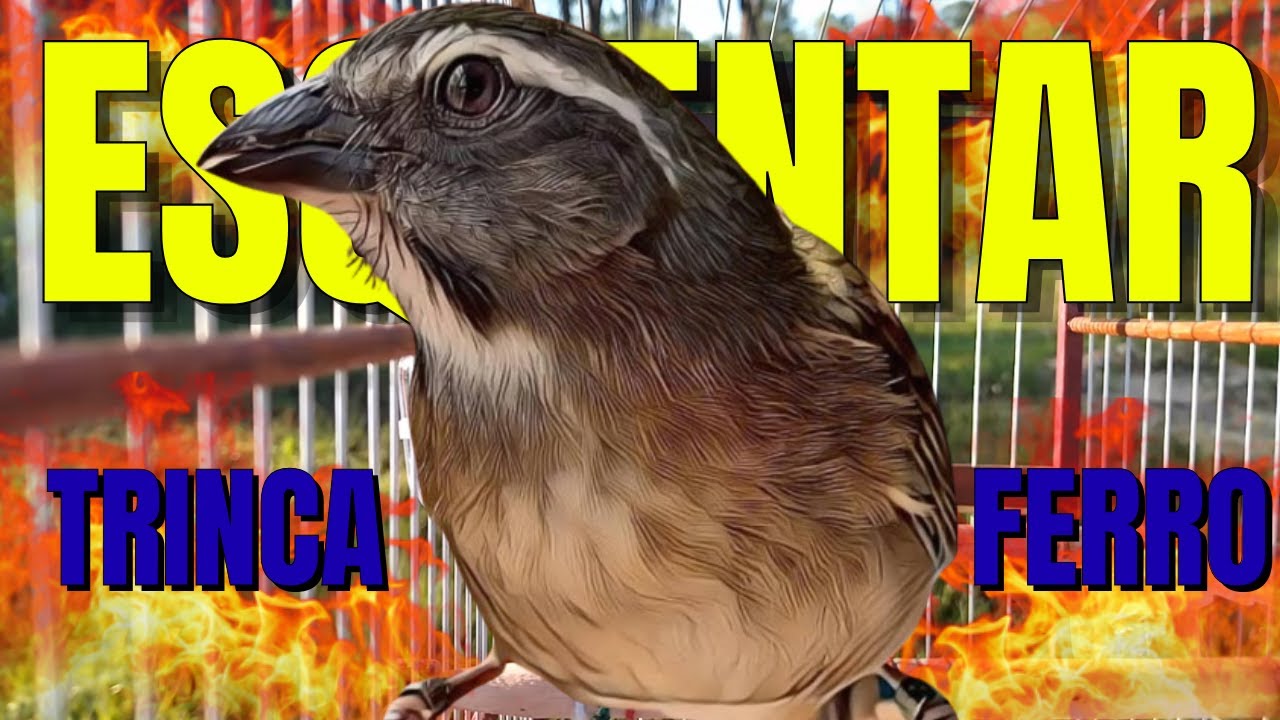 Melhor Trinca Ferro Frio para Esquentar e Foguear Trinca Ferro