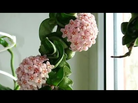 Video: Hoya - Biljka Za Uređenje Vrta