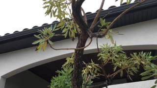 Green Island Ficus Cuttings