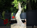 FICUS GITAR SPANYOL IDAMAN SETIAP PEMBONSAI #shorts #bonsai #ficus #caraperawatanbonsai #bonsaitree