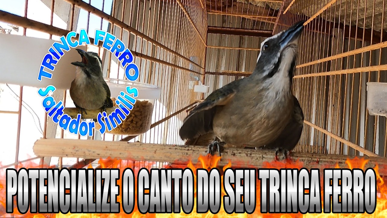 ⚡🎤 Trinca-Ferro Frio? O MELHOR ESQUENTA que Abre o Canto na Hora!