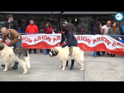 XXXVI Monográfica del Club Mastín del Pirineo