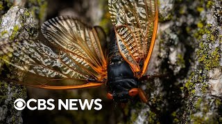 Cicada invasion expected to be biggest bug emergence in centuries